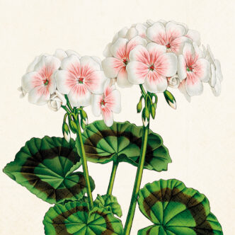 Servetter - Pelargon